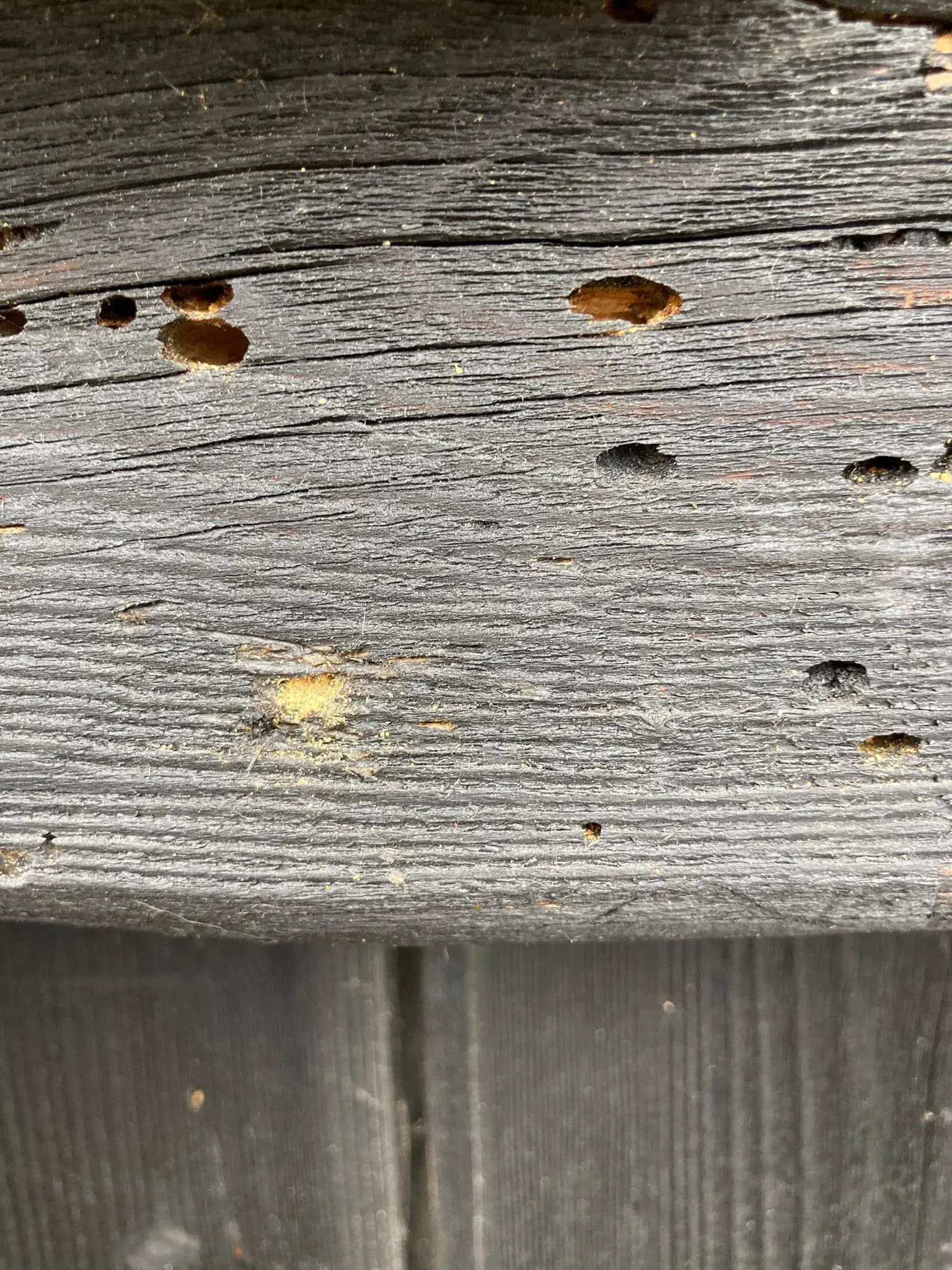 Traitements contre les insectes